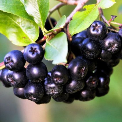 Aronia Nero 2l  Aronia prunifolia 'Nero'