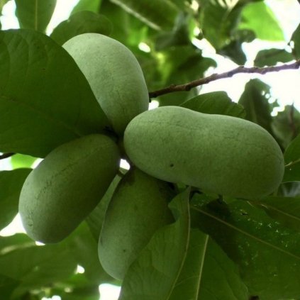 Asimina trojlaločná, Prima, 2l  Asimina triloba 'Prima'