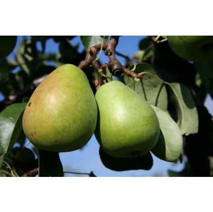 Hruška Lucasova zimná, voľnokorenná  Pyrus communis 'Lucasova'