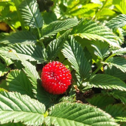 Malinojahoda 2l/C1  Rubus Illecebrosus