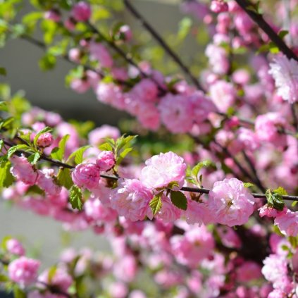 Mandľa Trojlaločná, okrasná, kont.  Prunus triloba