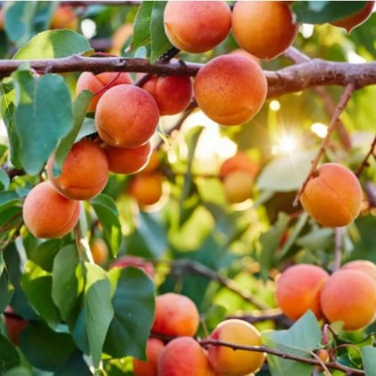 Marhuľa Bergeron, neskorá samoopelivá, voľnokorenná  Prunus armeniaca 'Bergeron'