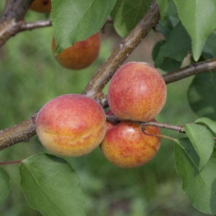 Nektarinka Nektina mini-zakrslá, samoopelivá, kont. 6l, km40cm  Prunus nucipersica 'Nektina'