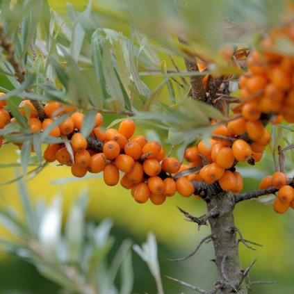 Rakytník rešetliakovitý samoopelivý, Friesdorfer Orange, kont.  Hippophae rhamnoides 'Friesdorfer Orange'