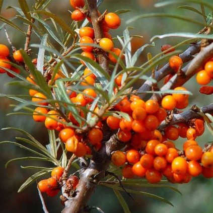 Rakytník rešetliakovitý Julia, (samica), kont.  Hippophae rhamnoides 'Julia'