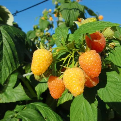 Malina Alpengold, stálorodiaca, žltá, beztŕnna  Rubus idaeus 'Alpengold'