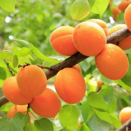 Marhuľa Early Orange, stredne skorá, samoopelivá, voľnokorenná  Prunus armeniaca 'Early Orange'