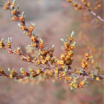 Rakytník rešetliakovitý Pollmix, (opelovač), kont.  Hippophae rhamnoides 'Pollmix'