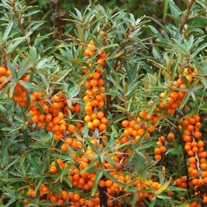 Rakytník rešetliakovitý Botanika, (samica), kont.  Hippophae rhamnoides 'Botanica'