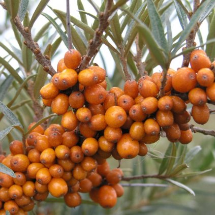 Rakytník rašetliakový 40-60cm  Hippophae rhamnoides