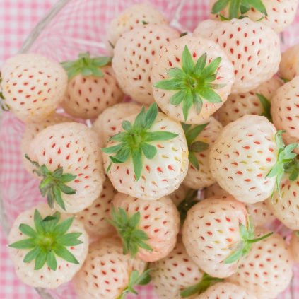 Jahoda biela Snow white, stredne skor.  Fragaria ananassa 'Snow white'