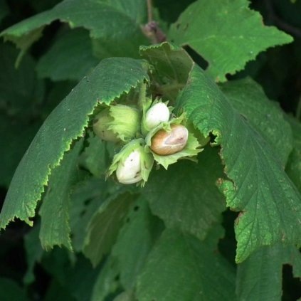 Lieska obyčajná 100/120cm, 5l  Corylus avellana