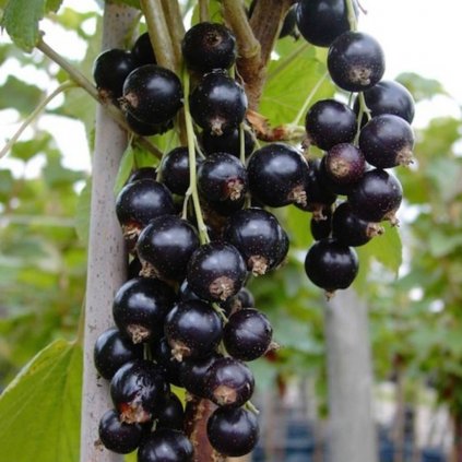 Ríbezla čierna Titania stromčeková, kont.  Ribes nigra 'Titania'