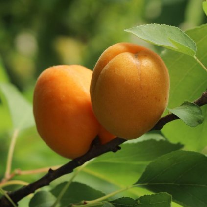 Marhula Goldrich stredne skorá, kont.  Prunus armeniaca 'Goldrich'