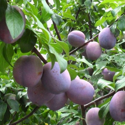 Ringlota červená Althanova, cudzoopelivá, kont.  Prunus domestica sub. Italica 'Althanova'