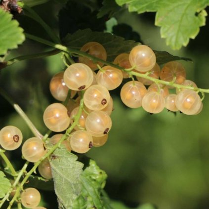 Ríbezľa biela Versailská ker, kont.  Ribes sativa 'Weisse Versailler'