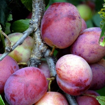 Ringlota červená Opál, skorá samoopelivá, kont.  Prunus domestica sub. Italica 'Opal'