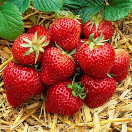 Jahoda Elsanta 10pack, stredne skorá  Fragaria ananassa 'Elsanta'