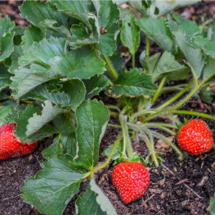 Jahoda stalorodiaca 2l  Fragaria ananassa