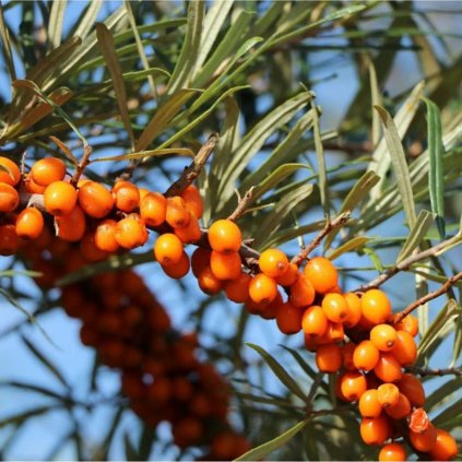 Rakytník rešetliakovitý samoopelivý, Sandora, kont.  Hippophae rhamnoides 'Sandora'