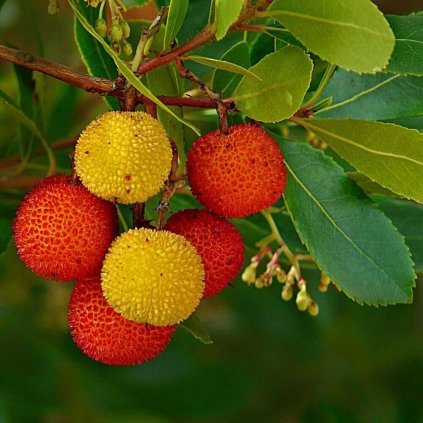 Planika obecná Liči, kont.  Arbutus unedo