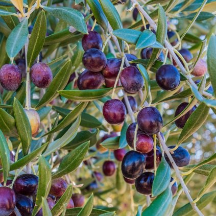 Oliva europska Megaron  Olea europea 'Megaron'