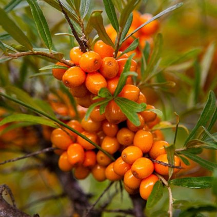 Rakytník rešetliakovitý Hippophae rhamnoides  Hippophae rhamnoides