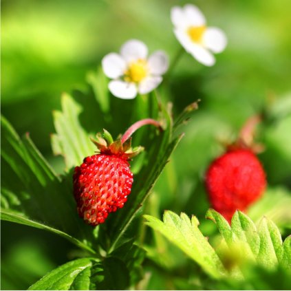 jahoda lesná  Fragaria vesca