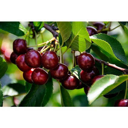 Višňa Erdi Botermo, stredne skorá, samoopelivá, voľnokorenná  Prunus cerarus 'Erdi Botermo'