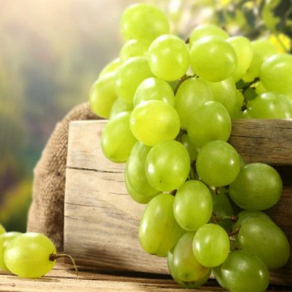 Vinič Bulgar žltý rezistentný, kont.  Vitis vinifera 'Bulgar'