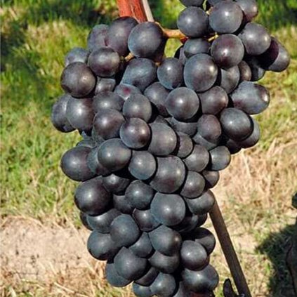 Vinič Nero modrý rezistentný, stredne skorý, kont.  Vitis vinifera 'Nero'