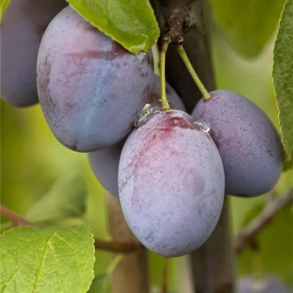 Slivka Jojo stredne skorá, samoopelivá, kont.  Prunus domestica 'Jojo'