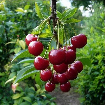 Višňa stĺpová Tmavá 4l  Prunus cerarus 'Tmavá'