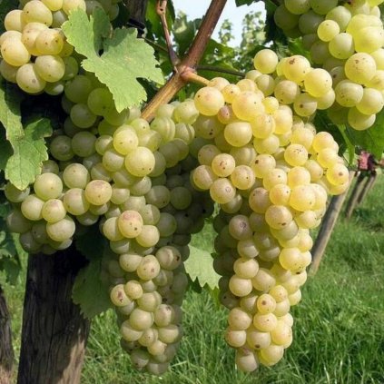 Vinič Chrupka Jalabertova žltý , kont. 2l, 80-100cm  Vitis vinifera 'Chrupka Jalabertova'