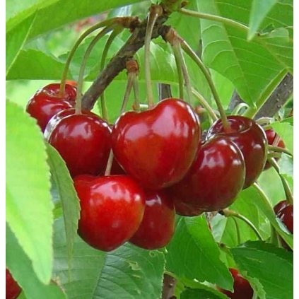 Višňa Sabina skorá, samoopelivá, voľnokorenná  Prunus cerarus 'Sabina'