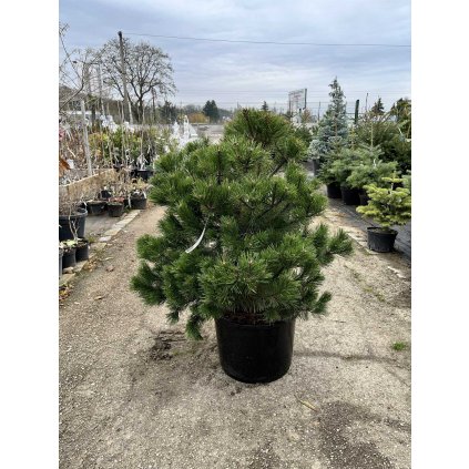Borovica pyrenejská 60/80cm  Pinus Uncinata