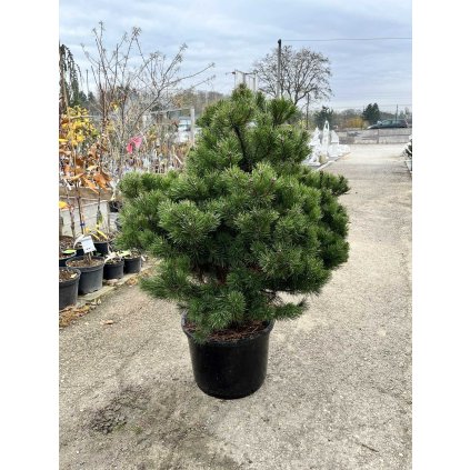 Borovica pyrenejská 80/100cm  Pinus Uncinata
