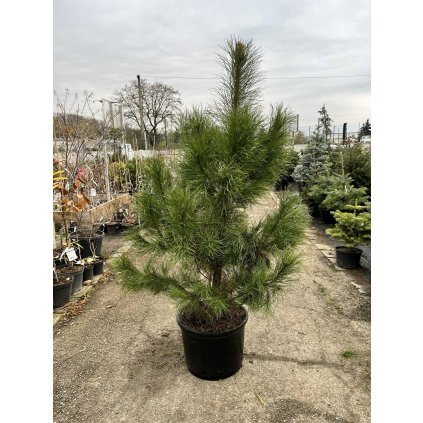 Borovica lesná 150/175cm  Pinus Sylvestris