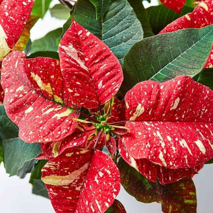 Vianočná ruža červeno-biela  Euphorbia