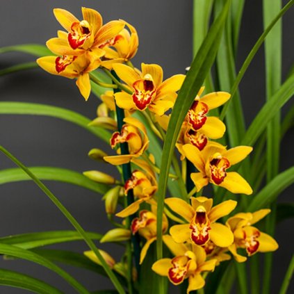 Cymbídia  Cymbidium