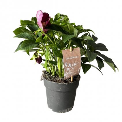 Čemerica svetloružová Victoria  Helleborus Valeria