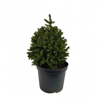 Smrek obyčajný ‚Barryi‘ 10l  Picea abies Barryi