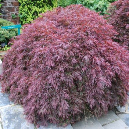 Javor dlaňolistý Garnet 50/60cm, 5l  Acer palmatum garnet