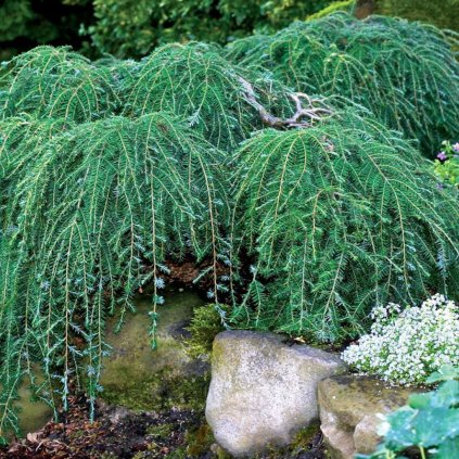 Jedľovec kanadský Cole´s Prostrate 20/25, 3l  Tsuga canadensis Cole´s Prostrate