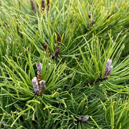 Borovica horská Mugo (mughus) 10/15cm  Pinus mugo Mugo (mughus)