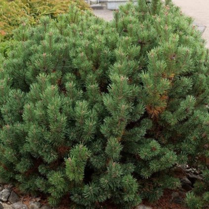 Borovica horská pumilio 20/30cm, 2l  Pinus mugo pumilio
