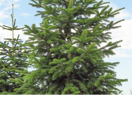 Jedľa nordmandská 40-50cm  Abies nordmanniana