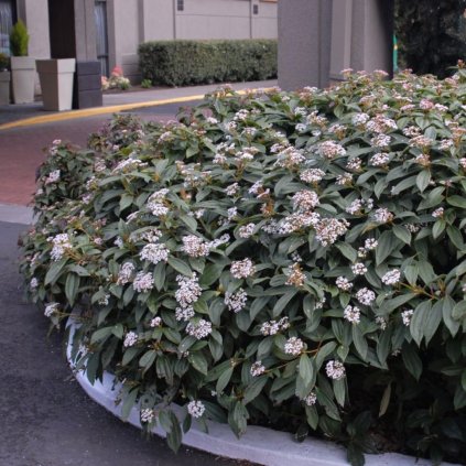 Kalina Davidii 30-40cm, 1,5l  Viburnum Davidii