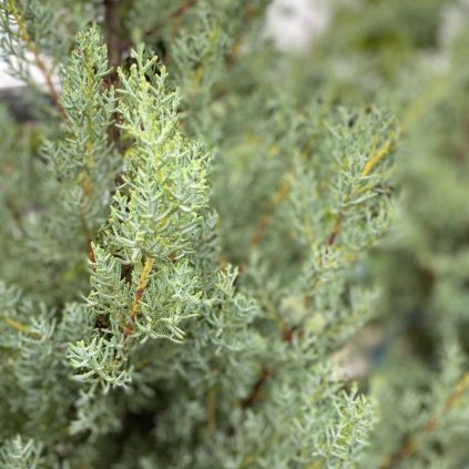 Cyprus arizónsky Fastigiata clt.9  Cupressus Arizonica Fastigiata