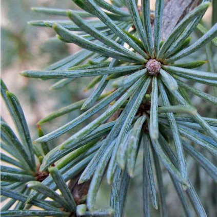 Cedrus deodora pendula 9l, 100-125cm  Cedrus deodora pendula